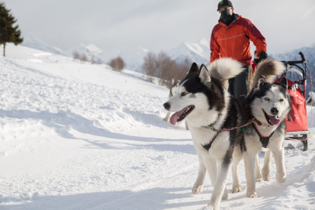 Really Wild Arctic Business Retreat